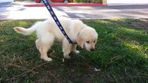 First Time Taking Our New Puppy For A Walk Outside On Grass - English Cream Golden Retriever 8 Weeks Old (2 Months)