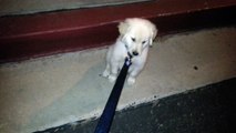 Silly Puppy Tries To Eat Crickets During Night Time Walk - English Cream Golden Retriever 8 Weeks Old (2 Months)