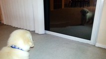 Funny Puppy Seeing His Reflection in the Glass Mirror For First Time - English Cream Golden Retriever 8 Weeks Old (2 Months)