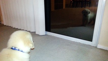 Funny Puppy Seeing His Reflection in the Glass Mirror For First Time - English Cream Golden Retriever 8 Weeks Old (2 Months)