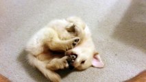 Cute Puppy Wriggling On His Back - English Cream Golden Retriever 8 Weeks Old (2 Months)