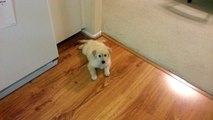 Cute Puppy Watching Us Clean Dishes in the Kitchen - English Cream Golden Retriever 8 Weeks Old (2 Months)