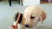 Adorable Little Puppy Loves To Be Brushed - English Cream Golden Retriever 8 Weeks Old (2 Months)