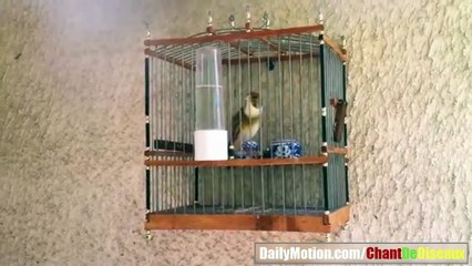 chant mulet panaché 2017