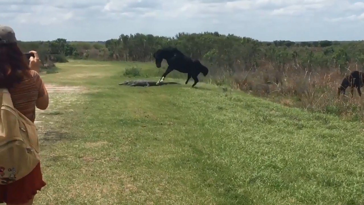 Un cheval attaque un alligator dans un parc naturel.