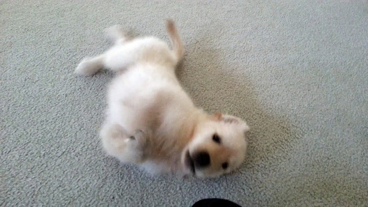Silly Puppy Rolling Around on his Back & Chasing His Tail - English Cream Golden Retriever 8 Weeks Old (2 Months)