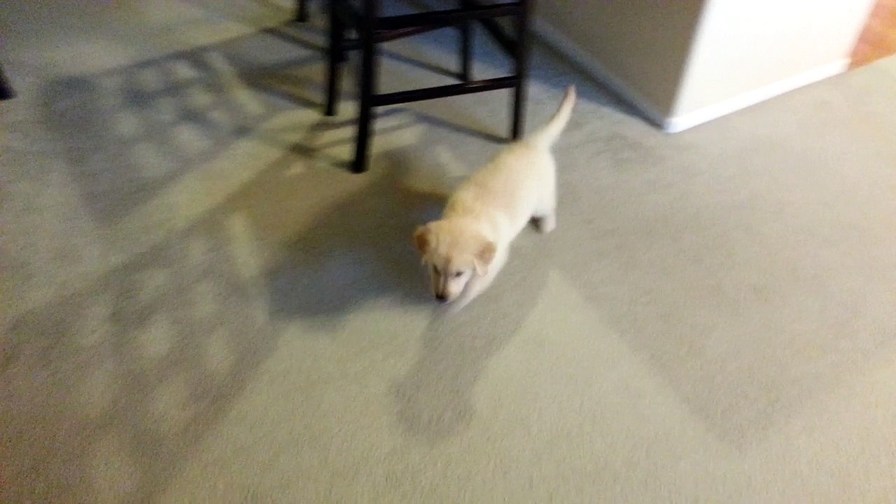 Cute Puppy Comes Running For Squeaky Tennis Ball Toy - English Cream Golden Retriever 8 Weeks Old (2 Months)