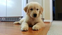 Silly Puppy Puts His Nose on the Camera Lens - English Cream Golden Retriever 8 Weeks Old (2 Months)
