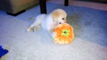 Playful Puppy Carrying Pumpkin Toy - English Cream Golden Retriever 8 Weeks Old (2 Months)