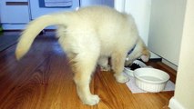 Hungry Puppy Eating Food & Drinking Water - English Cream Golden Retriever 8 Weeks Old (2 Months)