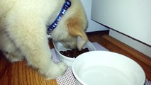 Hungry Puppy Eating His Dry Food - English Cream Golden Retriever 8 Weeks Old (2 Months)