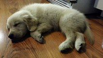 Tired Puppy Sleeping Near the Dishwasher Machine - English Cream Golden Retriever 8 Weeks Old (2 Months)
