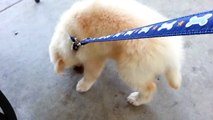 Cute Puppy Sniffing Under Park Bench - English Cream Golden Retriever 8 Weeks Old (2 Months)
