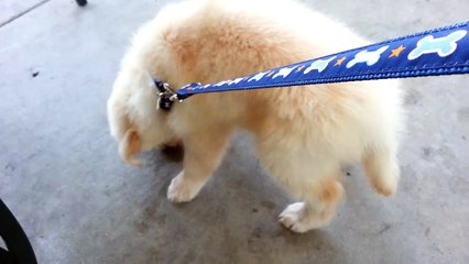 Cute Puppy Sniffing Under Park Bench - English Cream Golden Retriever 8 Weeks Old (2 Months)