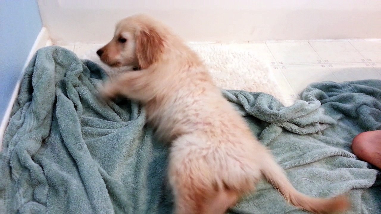 Funny Puppy Rolling Around in a Towel after his First Bath - English Cream Golden Retriever 8 Weeks Old (2 Months)