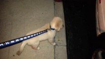 Funny Puppy Trying to Catch Crickets on the Side Walk - English Cream Golden Retriever 8 Weeks Old (2 Months)