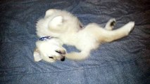 Silly Puppy Rolling Around on his Back & Chasing His Tail - English Cream Golden Retriever 8 Weeks Old (2 Months)