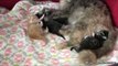 Newborn Kittens Hang Out With Momma in Cuteness Overload