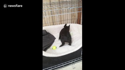 Excited French Bulldog puppy bounces around new home