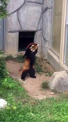 Un panda roux se dresse sur ses pattes arrière