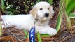 Adorable Puppy Playing With a Leaf in the Bushes - English Cream Golden Retriever 8 Weeks Old (2 Months)