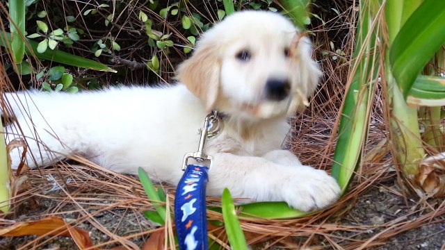 Adorable Puppy Playing With a Leaf in the Bushes - English Cream Golden Retriever 8 Weeks Old (2 Months)