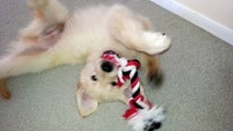 Adorable Puppy Chewing on Rope Toy - English Cream Golden Retriever 8 Weeks Old (2 Months)