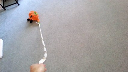 Fishing for a Cute Puppy with a Pumpkin Toy - English Cream Golden Retriever 8 Weeks Old (2 Months)