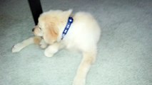 Cute Puppy Trying To Chew on his Tail - English Cream Golden Retriever 8 Weeks Old (2 Months)