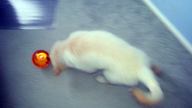 Happy Puppy Chasing Puzzle Treat Dispensing Ball Toy - English Cream Golden Retriever 8 Weeks Old (2 Months)