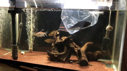 新メンバー。インディアンブラックナイフ！！サブ水槽経過報告
