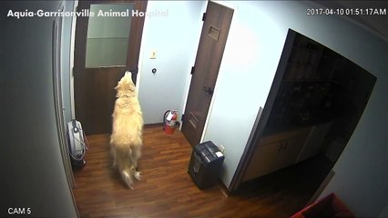 Cão inteligente abre várias portas para fugir de clínica veterinária