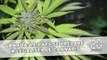 Canada: Le pays se prépare à légaliser le cannabis