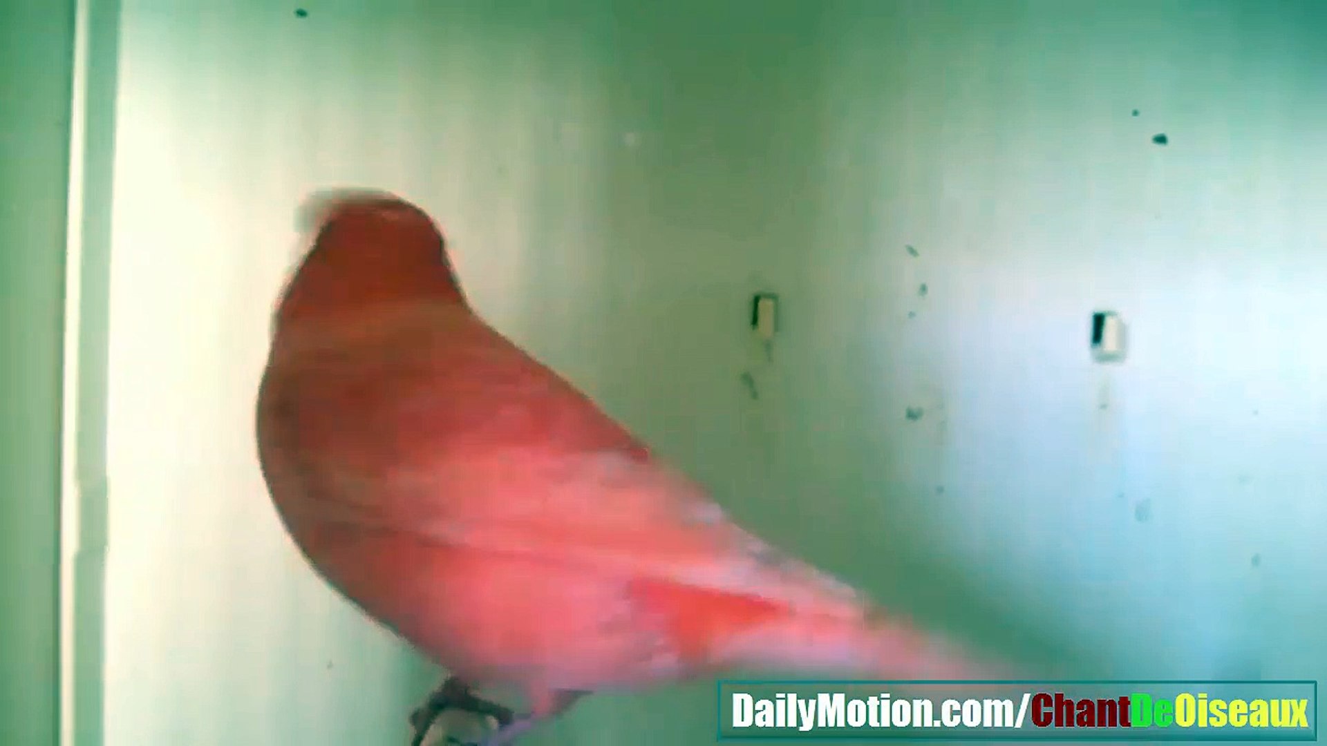 Canaris Rouge Schimmel 2017