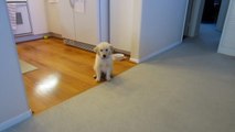 Training Puppy to Come Here with Treats - English Cream Golden Retriever 8 Weeks Old (2 Months)