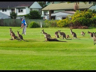 Kangaroos Crowd a Golf Course in Australia