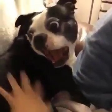 Le chien le plus peureux au monde !!! Hahaha Très Drôle !!!!