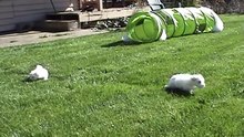 Cute Maltese dog Puppies- 6 Weeks Old- Nursing from their Uncle Part 6!!