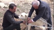 Engelli Köpeğe Pazar Arabasından Yürüteç Yapan İnsan