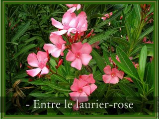 Arthur Rimbaud Soleil & Chair 6ème épisode. Fin du Poème.