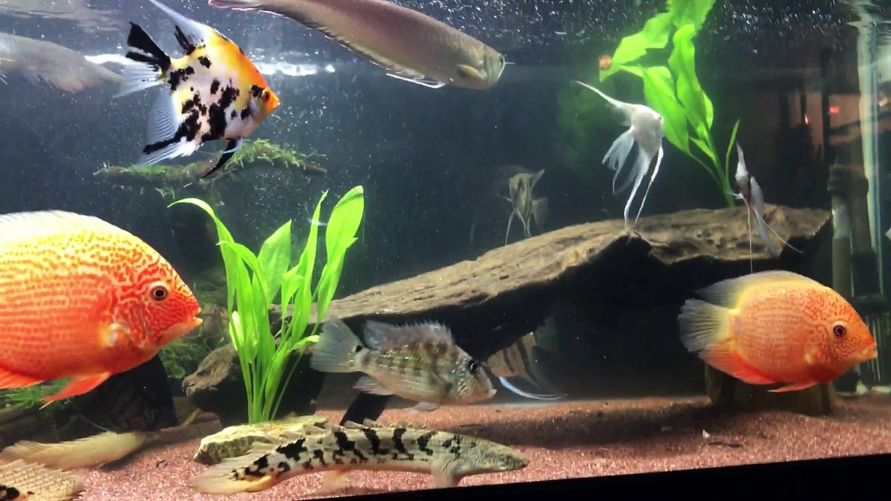 古代魚とシクリッド水槽～完成！！～