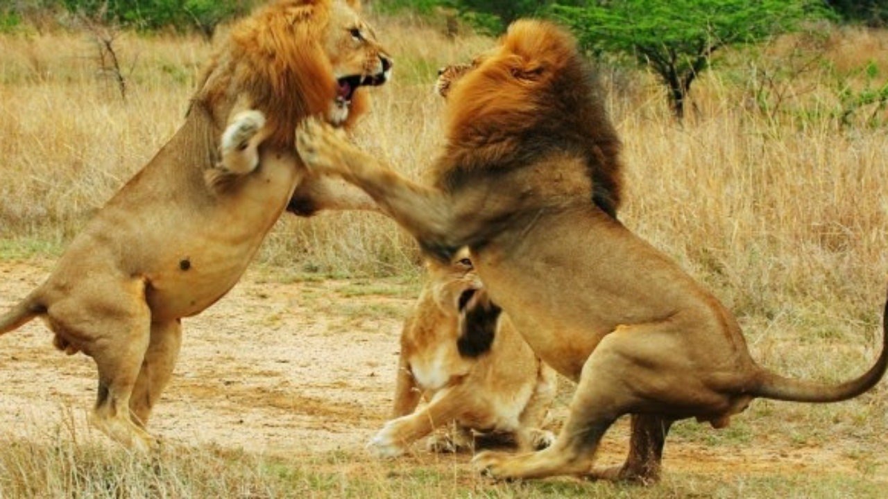 Vahşi Doga Belgeseli : Aslanların Günlügü - Türkçe ve HD Kalite... | Belgesel Arşivi
