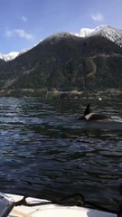 Estavam a filmar e captaram uma orca a engolir um Leão-marinho