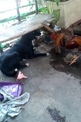 Pecking Order