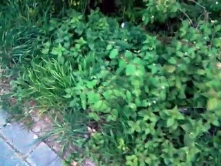 weihnachts christkind markt tassen wachsen in nürnberg auf bäumen frühling blüten blumen