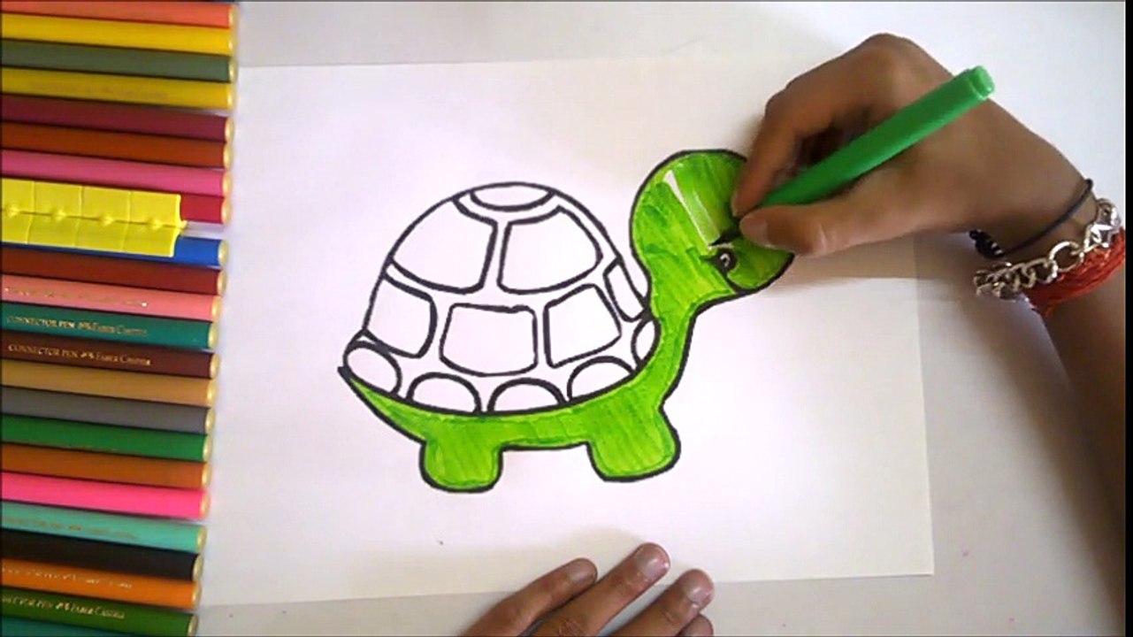 TORTOISE NEW