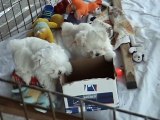 Cute 8 Week Old Maltese Maltese Dog Puppies Part 8