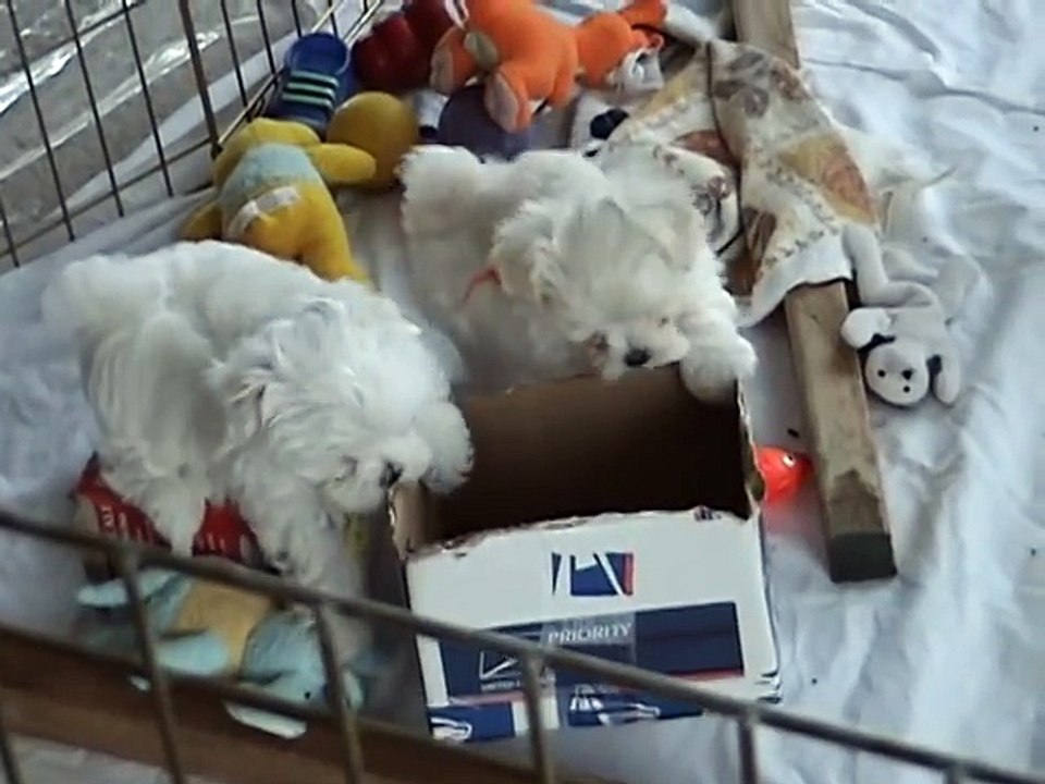 Cute 8 Week Old Maltese Maltese Dog Puppies Part 8