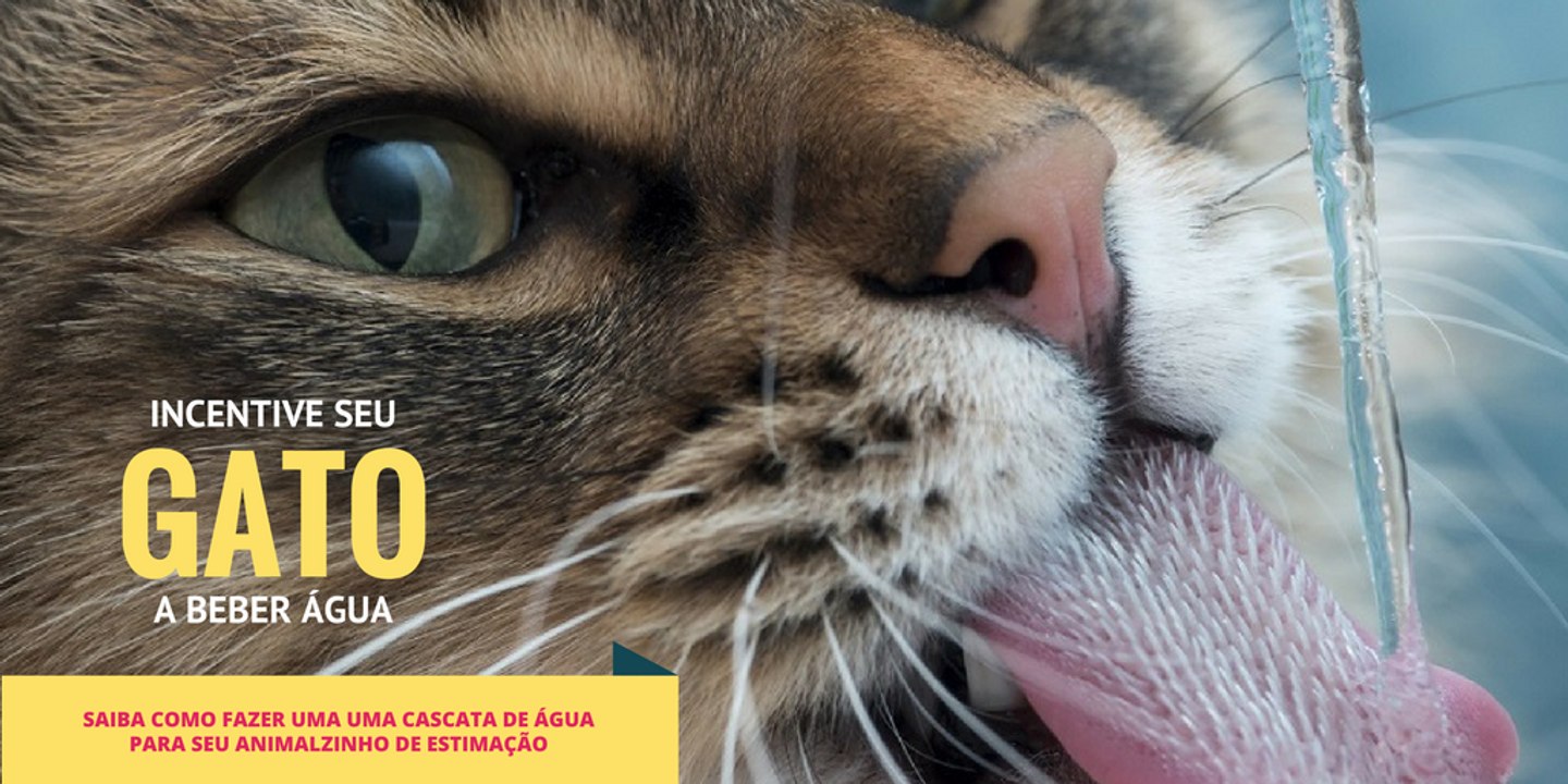 Fonte de Agua Para Gatos | Fonte de Agua Artesanal