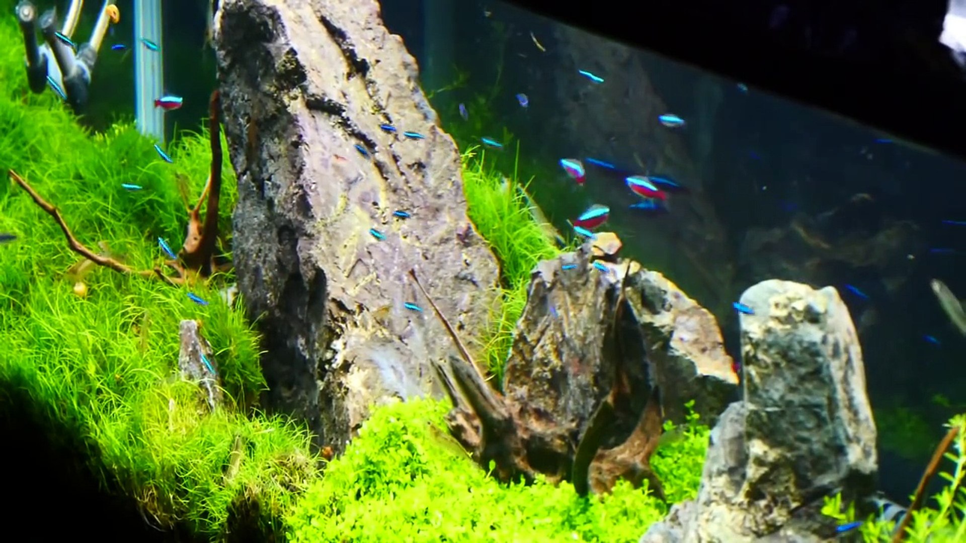 水槽164 まったり眺める石組み水槽 90cm風山石レイアウト Iwagumi Aquascape Video Dailymotion